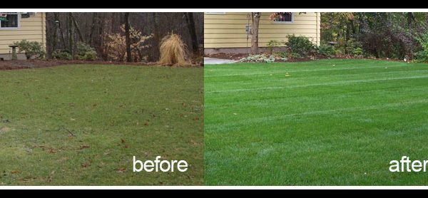 beforelawnafter-sods-2