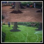 sod-before-after-2